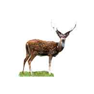 Chital (Axis Axis)