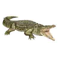 Crocodile (Crocodytus palustris) 
