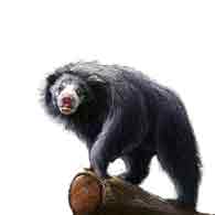 Sloth Bear (Melursus ursinus)