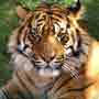 Tiger Safari Zones