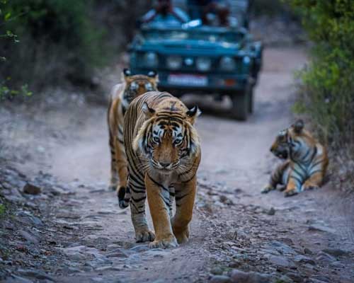 Ranthambore Holiday Package